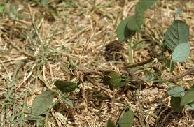 Image result for Teramnus labialis