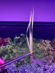 Image result for Xyris obscura