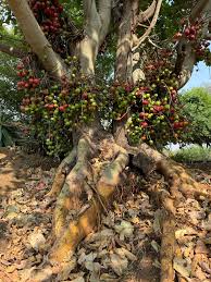 Image result for Ficus sur