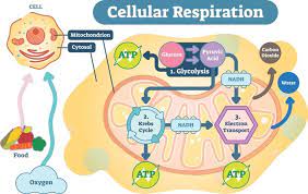 Understanding Atp 10 Cellular Energy Questions Answered Ask The Scientists