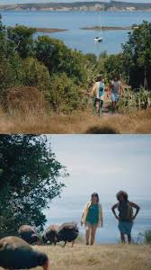 Image result for Oldenlandia verrucitesta