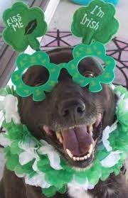 I got to find out, how you can be my lady. 27 Dogs St Patricks Day Ideas Dogs Patrick Happy St Patricks Day