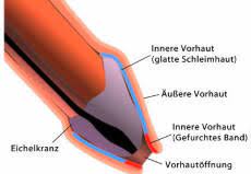 Die vorhaut lässt sich kaum über die eichel zurückschieben? Praputium Doccheck Flexikon