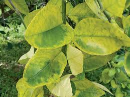 Thai lime tree, citrus hystrix: Citrus Greening Is Killing The World S Orange Trees Scientists Are Racing To Help