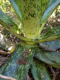 Image result for Aloe plowesii