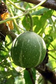 What are some tips for being a good squash player? Cucurbita Okeechobeensis Wikipedia