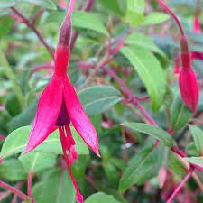 Fuchsia Riccartonii Very Hardy Fuchsia Summer Plants Purple Flowers Perennials