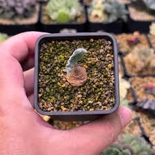 Image result for Eriospermum roseum