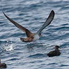 Image result for Dissotis caloneura