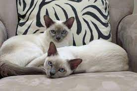 Tonkinese Photo Contest 2009 Winners Tonkinese Cat Beautiful Cats Cat Love