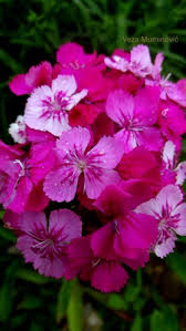 Pin By Pokemon Episodes On Hafsa My Flower Flowers Thinking Of You