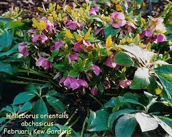 We did not find results for: Photo Helleborus Orientalis Ssp Abchasicus Helleborus Album Nora Goosen Fotki Com Photo And Video Sharing Made Easy