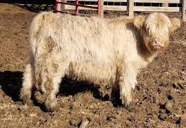 Rolling 7 mini cattle is nestled in the beautiful miniature cattle are great for small acreages. Mini Highland Cattle Farm Life