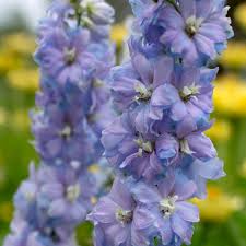 Image result for Delphinium