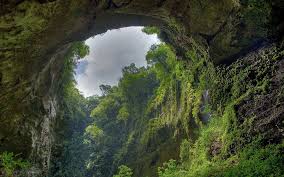 Rainforest Nature Wallpaper Hd Desktop Wallpapers 4k Hd Amazingly cool rainforest wildlife wallpapers for your use as backgrounds / wallpapers on your device! rainforest nature wallpaper hd
