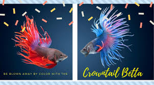 Other species that you could select for a betta community include Be Blown Away By Color With The Crowntail Betta