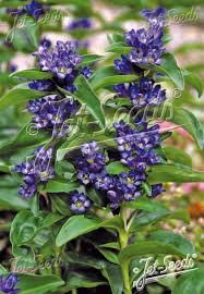 Image result for Gentianaceae