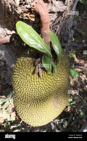 Image result for Artocarpus heterophyllus