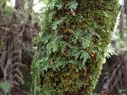 Image result for Abrodictyum