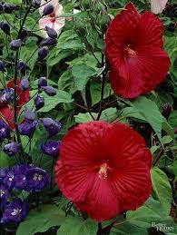 Perennial Hibiscus You Can T Beat The Big Bold Flowers Of Hibiscus For A Dramatic Show Native To Wet Areas Across North America This Perennial Is As Hoa Cay