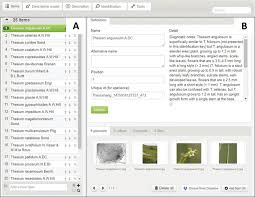 Image result for Thesium megalocarpum