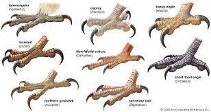 Image Result For Birds Claws Images Bird Drawings Harpy Eagle Northern Goshawk