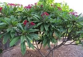 Image result for Plumeria rubra