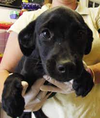 In this video series for ehow pets, we're putting puppy pictures in motion. Dachshund Lab Mix Puppies Web Page