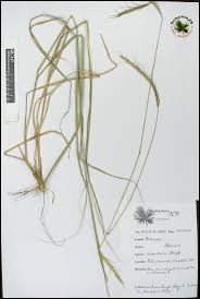 Image result for Sehima