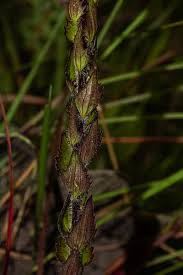 Image result for Alectra sessiliflora