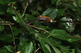 Image result for Glyphaea tomentosa