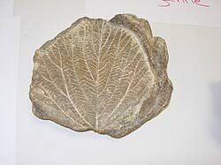 Image result for Cissus cucumerifolia