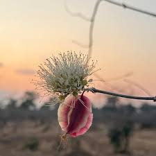 Image result for Combretum mossambicense