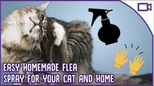 treating fleas at home diy flea