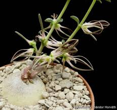 Image result for Brachystelma