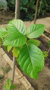 Image result for Guettarda