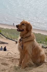 Lake Michigan Sand Dune Dog Beach Pet Dogs Puppies Dog Lovers