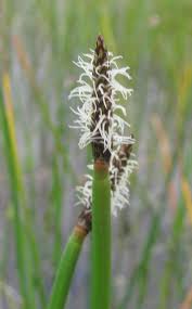 Image result for Eleocharis limosa