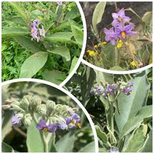 Image result for Solanum tettense