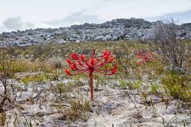 Image result for Brunsvigia