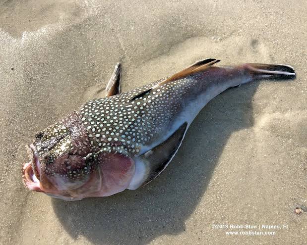 are stargazer fish poisonous
