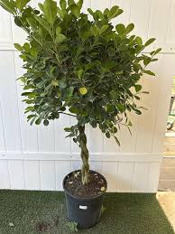 Image result for Ficus demeusei