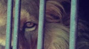 Resultado de imagen para mascotas exoticas en casa