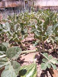 Aunque parece una planta vulgar y sin ningún beneficio, la brusca se le atribuyen las propiedades medicinales de ser antiespasmódica, antirreumática, emenagogo, purgante, antiinflamatorio. Mision Arbol Lara On Twitter La Brusca Alternativa Local A La Falta De Cafe Rastrojitos Asambleacomunal Por La Agriculturaurbana Patilla Https T Co Hjn9zecq16 Twitter