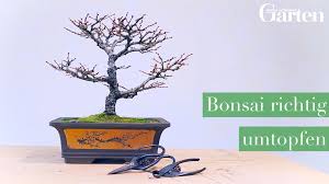 Frische Erde Fur Den Bonsai Video Video Bonsai Pflege Bonsai Bonsai Pflanzen
