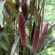 Check spelling or type a new query. Pennisetum Glaucum Purple Baron Ornamental Millet Cat Tail Care Plant Varieties Pruning Advice
