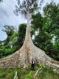 Image result for Dipterocarpaceae