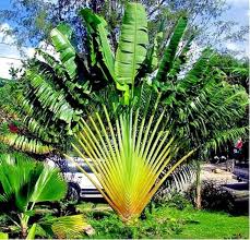 Image result for Ravenala madagascariensis
