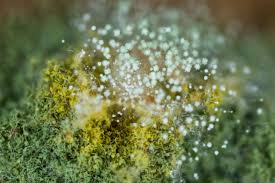 Image result for Asparagus aspergillus