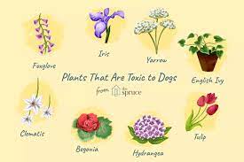 Which Plants Put Your Dog At Risk Backyard Plants Plants Dog Safe Plants